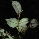 Swartzia guianensis Лист