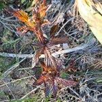 Rubus bertramii Blad