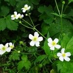 Ranunculus aconitifolius 花