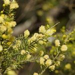 Acacia verticillata Floare