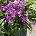 Phlox glaberrima ফুল