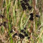 Juncus ensifolius 果實