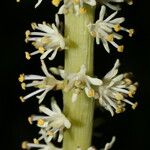 Schoenocaulon officinale Flower