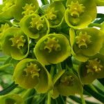 Euphorbia cyparissias Kukka