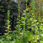 Cardiocrinum giganteum Hábito