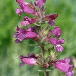 Penstemon monoensis Flower