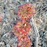 Drosera brevifolia Ліст