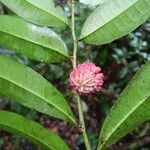 Neoptychocarpus apodanthus Flor