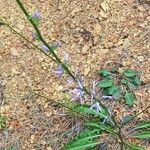 Asyneuma limonifolium Λουλούδι