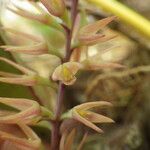 Bulbophyllum nigritianum Flower