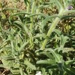 Cryptantha clevelandii List