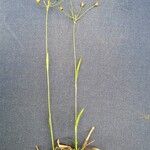 Luzula pilosa Habit