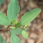 Porophyllum punctatum Leaf