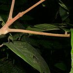 Guarea macrophylla Kora