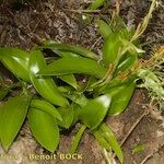 Habenaria tridactylites Otro