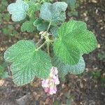 Ribes malvaceum Lehti