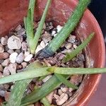 Aloe succotrina Rinde