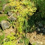 Ferula assa-foetida Агульны выгляд