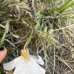 Oenothera albicaulis Folio