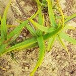 Aloe camperi Hostoa