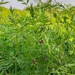 Vicia monantha عادت داشتن