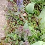 Ajuga pyramidalis Yeri