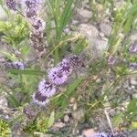 Mentha pulegiumبرگ