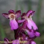 Orchis spitzelii Квітка