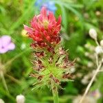 Trifolium incarnatum Flower