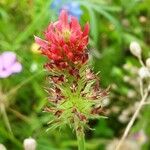 Trifolium incarnatum 花