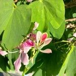 Bauhinia monandra Цвят