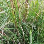 Bromus secalinus पत्ता