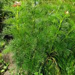 Paeonia tenuifolia Habitus