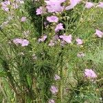 Agalinis purpurea Plante entière