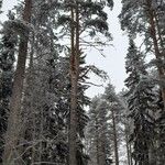 Pinus sibirica Листок