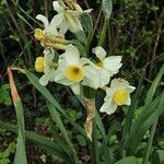 Narcissus tazetta Kwiat