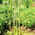 Eremurus robustus Plante entière