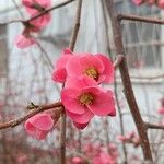 Chaenomeles speciosaBloem