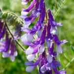 Vicia villosaFlower