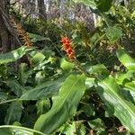 Hedychium gardnerianumपत्ता