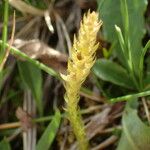 Selaginella selaginoides Fruto