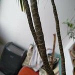 Dracaena reflexa Bark