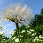 Tragopogon dubius Frucht