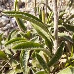 Inula montana Leaf