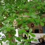 Terminalia mantaly Blad