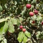 Prunus ilicifolia ഫലം