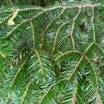 Abies albaLevél