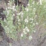 Baccharis pilularis Blomma