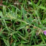 Pigea enneasperma Flower