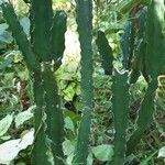 Euphorbia triangularis Bark